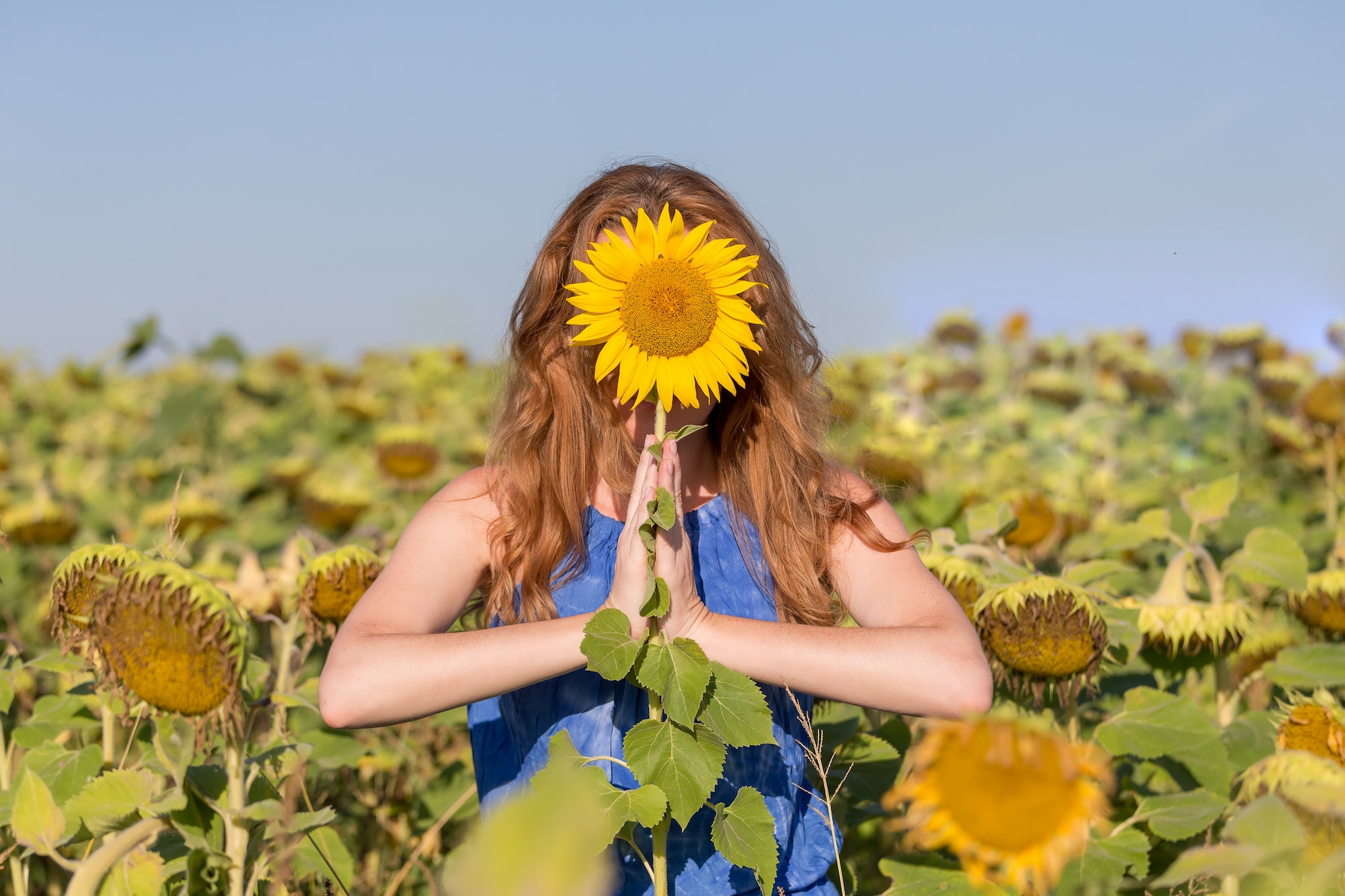 Woman practicing mindfulness in the field of sunflowers. Namaste, om, positive approach to life.